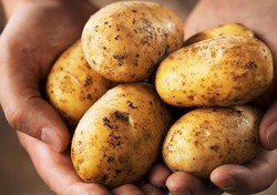 Memilih Jenis Kentang untuk Mashed Potatoes