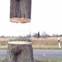 Pohon Ini Berhasil Menipu Banyak Orang