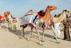 Uni Emirat Arab Gelar Kontes Kecantikan... Untuk Unta