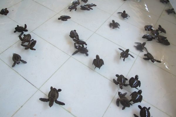 Pantai Ngagelan, Tempatnya Bayi Penyu Lucu di Banyuwangi