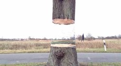 Pohon Ajaib Ini Bisa Melayang di Udara