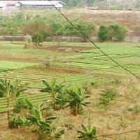  Industri dan Perumahan Caplok Ribuan Hektar Lahan Pertanian di 2013