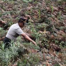 Cegah Wilayahnya Jadi Ladang Ganja, TNBTS akan Melakukan Penyisiran