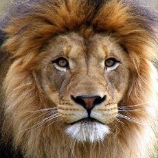 Michael, Singa Koleksi KBS Mati Terlilit Kawat Seling Kandang