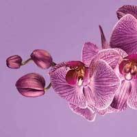 Radiant Orchid Warna Paling Hits 2014 