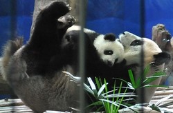 Gara-gara Bayi Panda, Taiwan Jadi Heboh