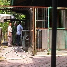 Hasil Otopsi, Singa KBS Mati Kehabisan Napas