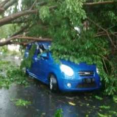 Braak! Pohon Tumbang Timpa Mobil