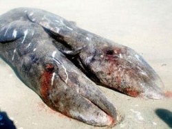 Paus Langka Berkepala Dua Ditemukan di Meksiko