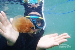 Wow! Ada Ubur-ubur Emas di Derawan