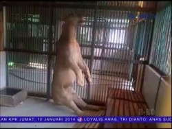 Kematian Singa di KBS Mencurigakan