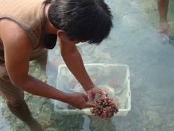 Ups! Konservasi Laut Indonesia Dapat Nilai 6