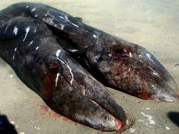 Paus Berkepala Dua Terdampar di Meksiko