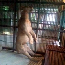 Kemenhut Bentuk Tim Khusus Kuak Kasus Matinya Singa Michael