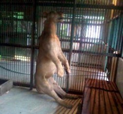 Usut Michael Mati Tercekik Tali, Ini 4 Kondisi yang Bikin Kaget Polisi 