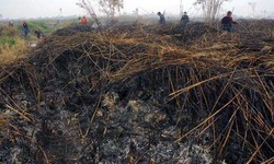 Perang Melawan Pembakar Lahan Gambut, Kementerian LH Menang Rp 368 M