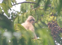 Lutung Emas di TN Bukit Tiga Puluh Riau