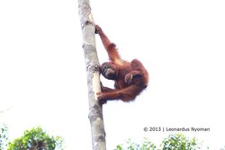Orangutan Bertingkah di Tanjung Puting