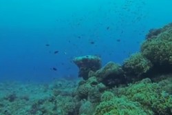 Wow! 50% Oksigen Dihasilkan di Laut