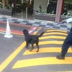 Kisah si Tara, Anjing Pelacak Bahan Peledak di Bandara Halim