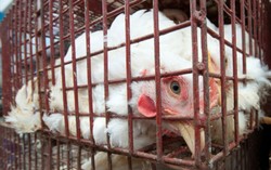 Penyembelihan Tradisional Kurang Efektif untuk Skala Besar Dibanding Pemingsanan Hewan?