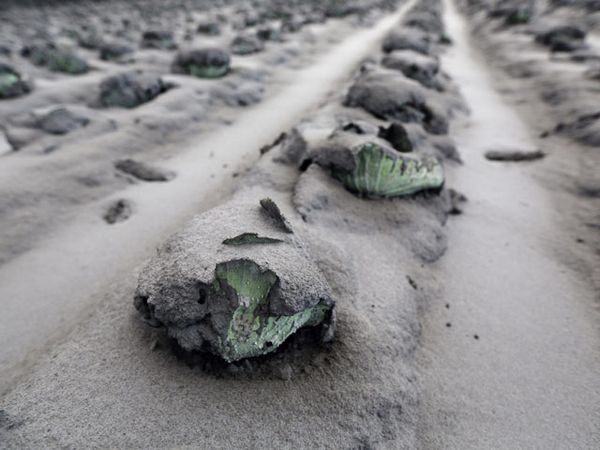 Hujan Guyur Sinabung, Tanaman Warga Tertutup Lumpur
