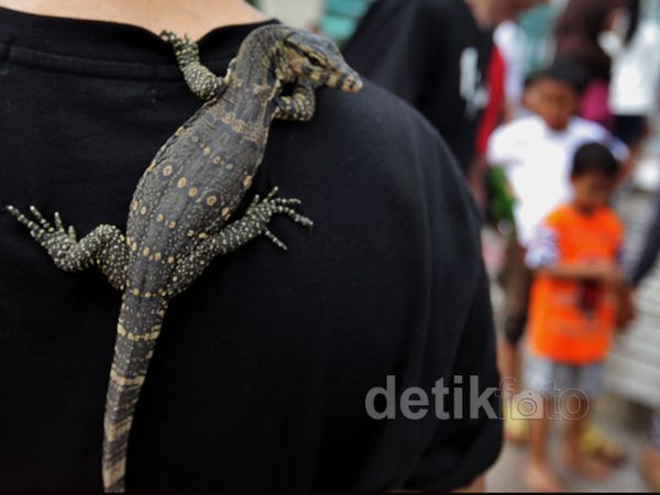 Reptil Ikut Car Free Day