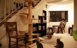 Di Kafe ini Anda Bisa Baca Komik Sambil Bermain dengan Kucing