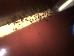 Ini Ratusan Kecoak yang Serbu Rumah Warga di Bekasi