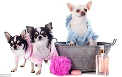 Spa Unik, Menyediakan Perawatan Lumpur Laut Mati untuk Anjing