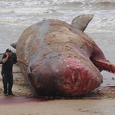 Bangkai Paus 16 Meter Hebohkan Warga Uruguay