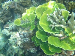 Masih Ada Harapan di Pulau Harapan