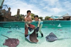 Bertatap Muka dengan Hiu, Ikan Pari dan Ribuan Hewan Laut di Marine Life Park
