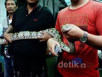Warga Korban Banjir Tangkap Ular Piton