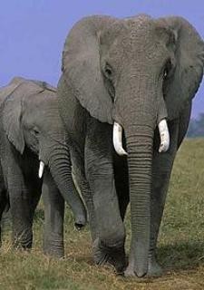 Gajah Merana, Mereka Kaya Raya