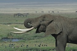 Perdagangan Gading, Bisnis Gelap yang Sedap