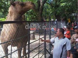 Soekarwo dan Risma akan Datangi Menhut Bahas Zoo of Death KBS