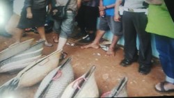 Aya aya Wae! Rumah Ketua RT di Bogor Jadi Arena Judi Sabung Ayam