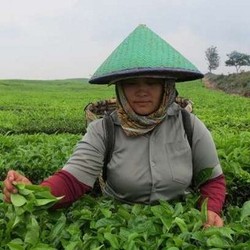 Punya Banyak Teh Tapi RI Doyan Impor, Apa Sebabnya?