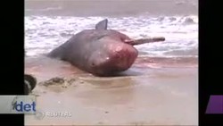 Penemuan Paus Sperma Raksasa Hebohkan Warga