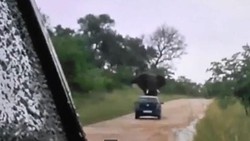 Duh, Gajah Afrika Gulingkan Mobil Berisi Pasangan Turis