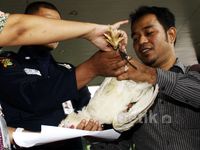 KPK Dihadiahi Ayam