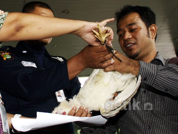KPK Dihadiahi Ayam