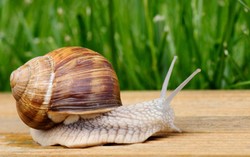 Masyarakat Inggris Kini Mulai Doyan Makan Bekicot