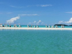 Wow! Ada Burung Pelikan Australia di Maluku