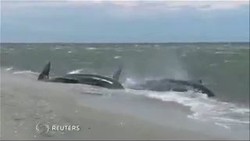 Terdampar, 8 Paus Pilot Ditembak Mati