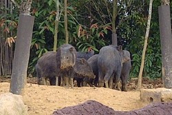 Mau Safari Sungai Lihat Hewan Liar di Singapura, Bisa!