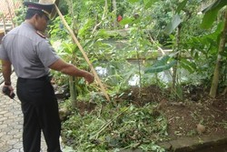 Seekor Macan Berkeliaran di Permukiman Banyumas, Warga Resah