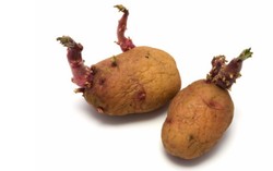 Hati-hati, Buah dan Sayur Populer Ini Ternyata Beracun dan Mematikan ! (1)