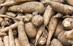 Hati-hati, Buah dan Sayur Populer Ini Ternyata Beracun dan Mematikan (2)!